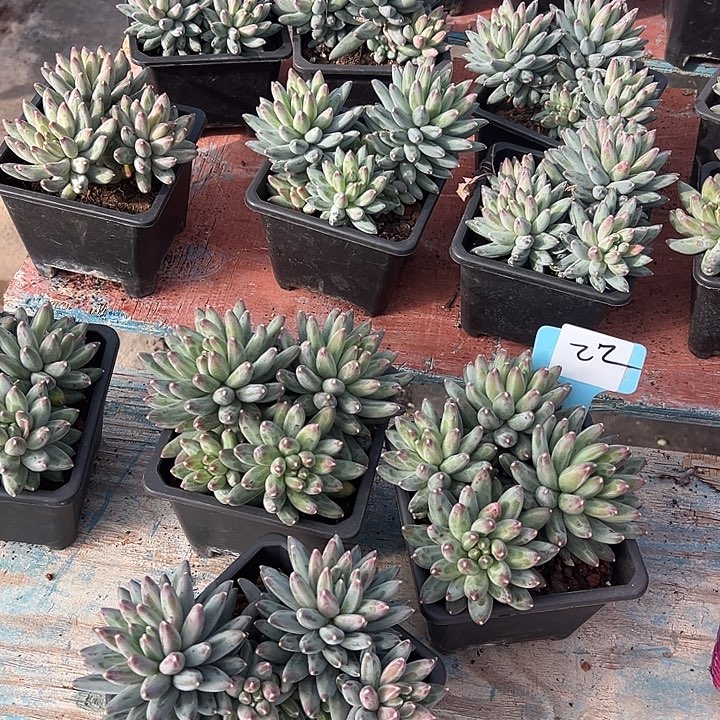 22一个脱土多肉脱土