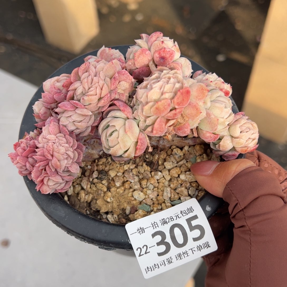 贝瑞缀化多肉单头多肉