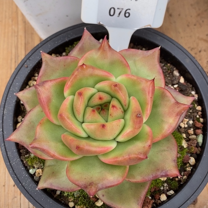 D076- 有伤福利 彩色吉拉姆