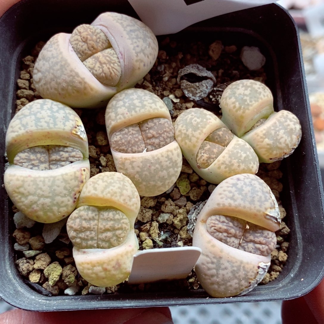 我的小姐姐们都是我的365