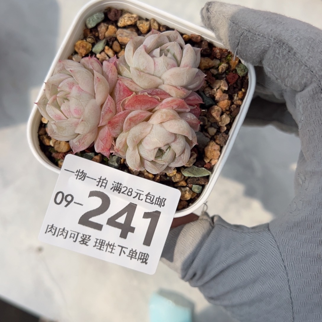 绯雪多肉多肉多肉多肉