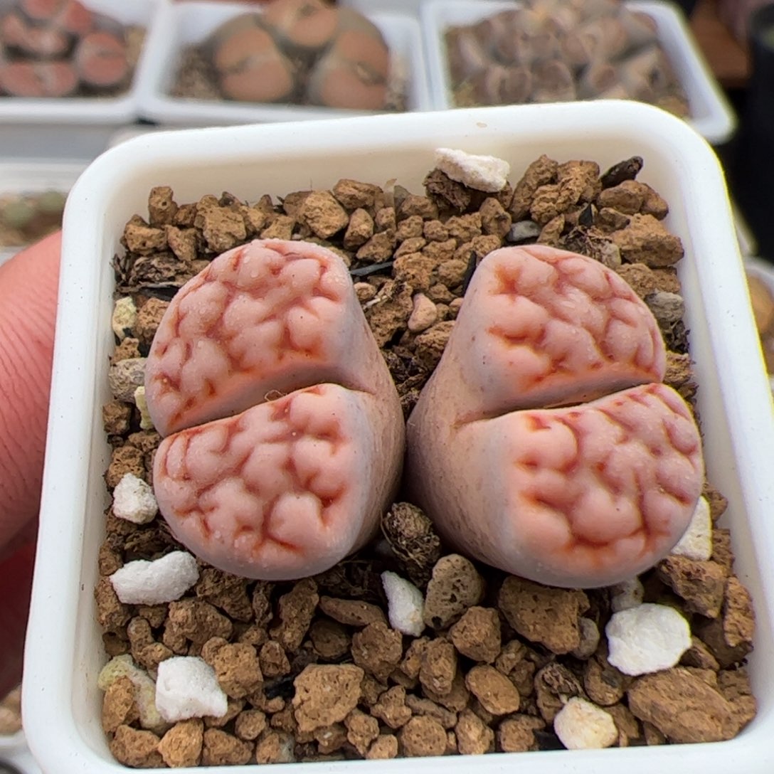 0706号红脑花 多肉植物