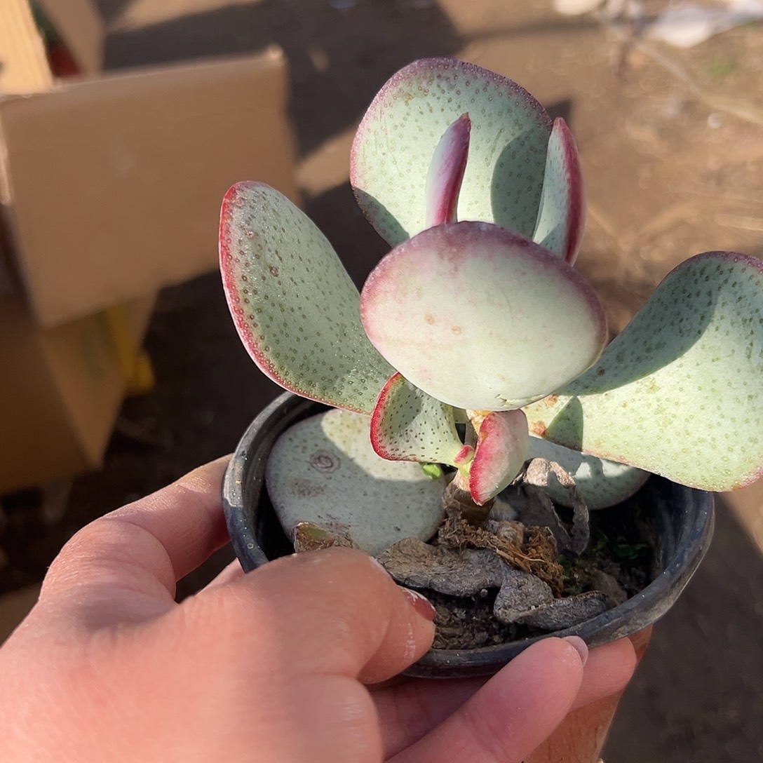 多肉植物蓝鸟花月