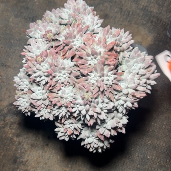 一****1谢谢宝～一物一拍203