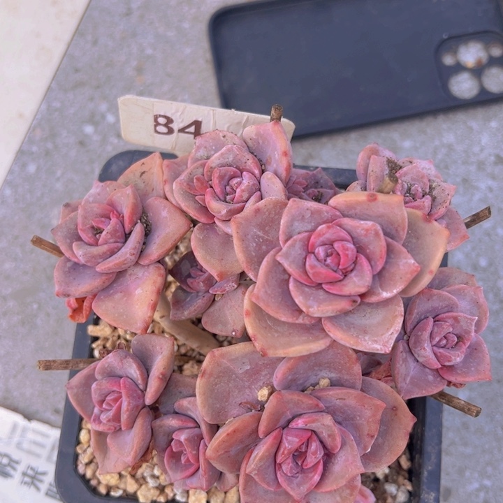 健健康康平平安安