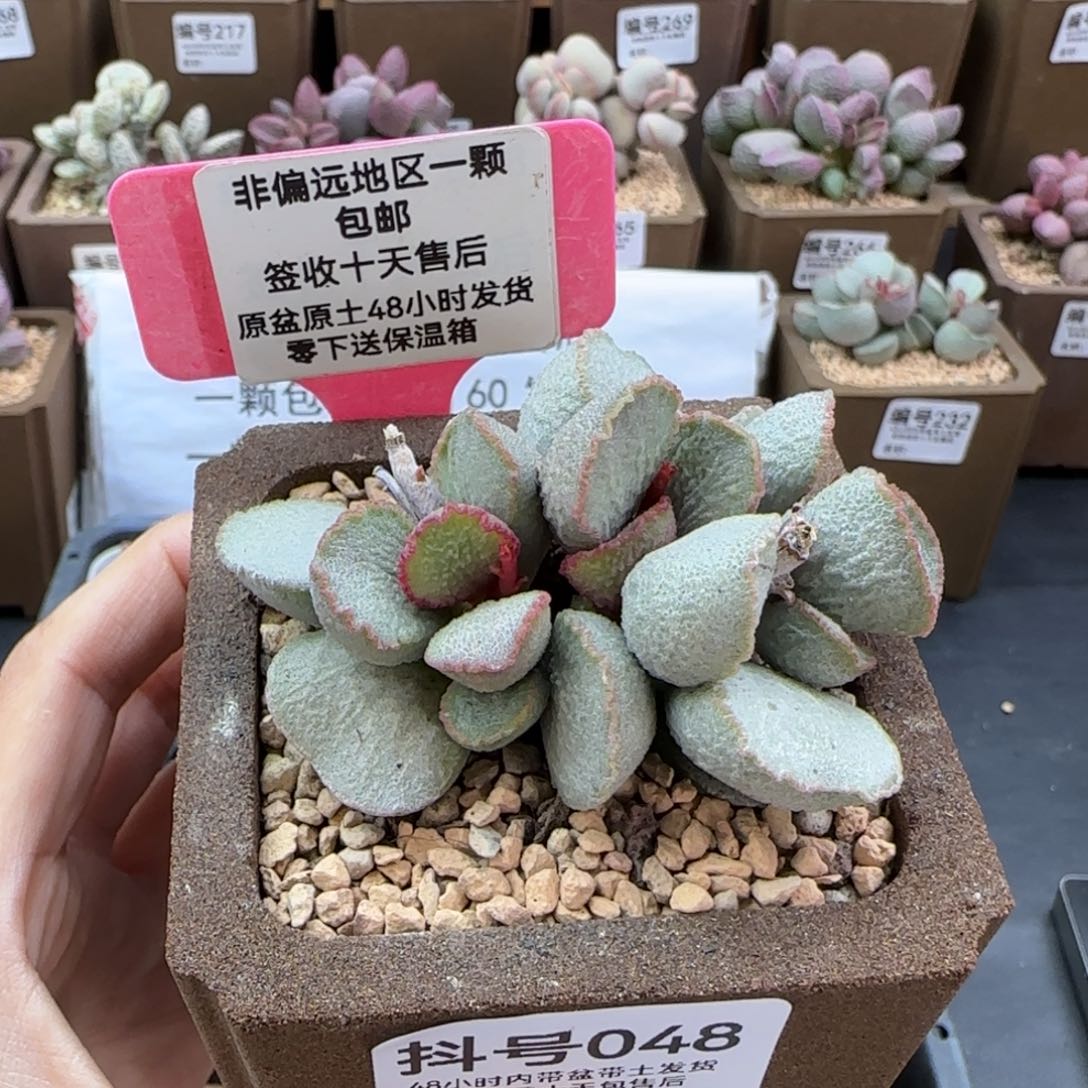 048赛九百多肉植物