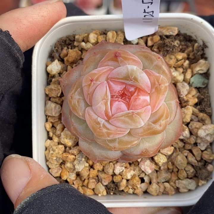 1125-550，粉魄1个