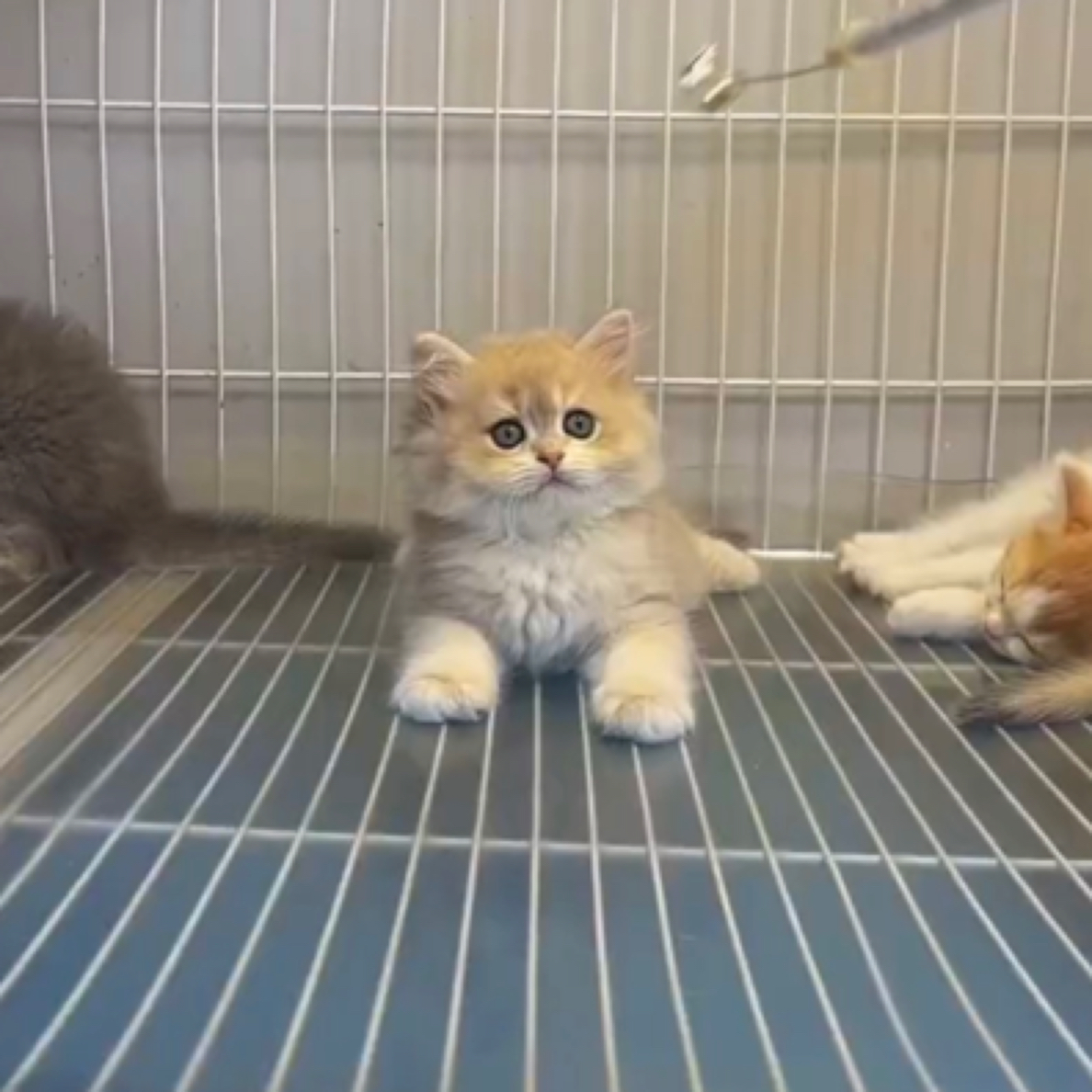 家养温顺宠物  繁育 种公  蓝金长毛弟弟 纯种宠物幼猫 保健康