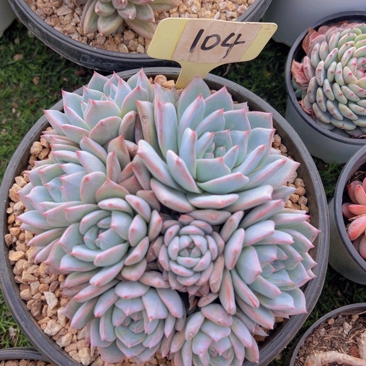 健健康康平平安安