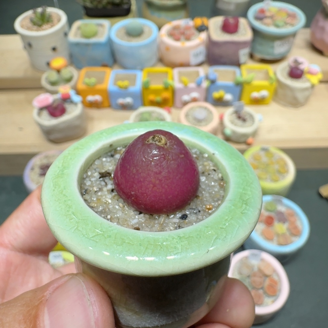 红陶蘑菇341灯泡