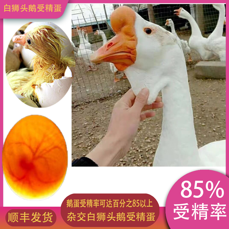 【顺丰包邮】农家新鲜鹅蛋正宗散养现捡现发