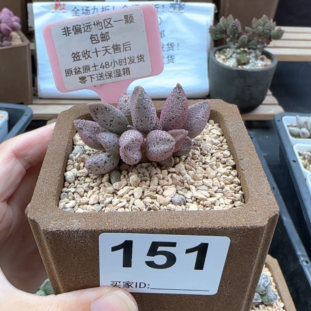 151黑酱多肉植物