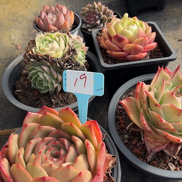 19一筐多肉脱土多肉