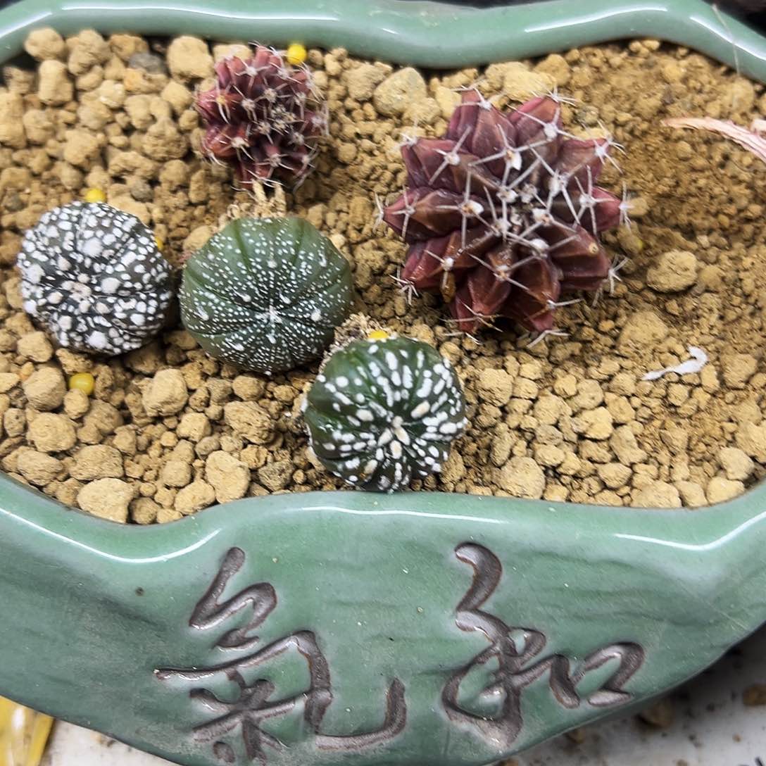 组合仙人球11111111