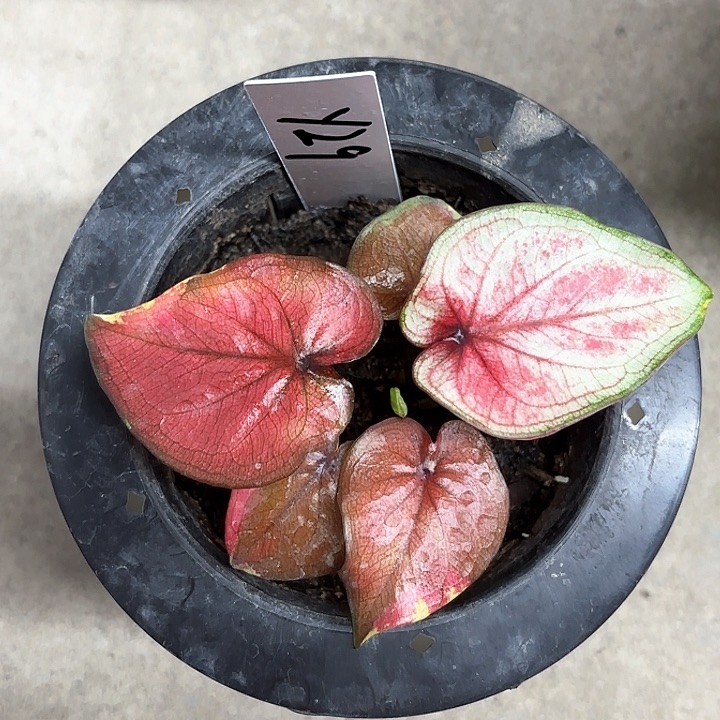 29-0212彩叶芋广东现货