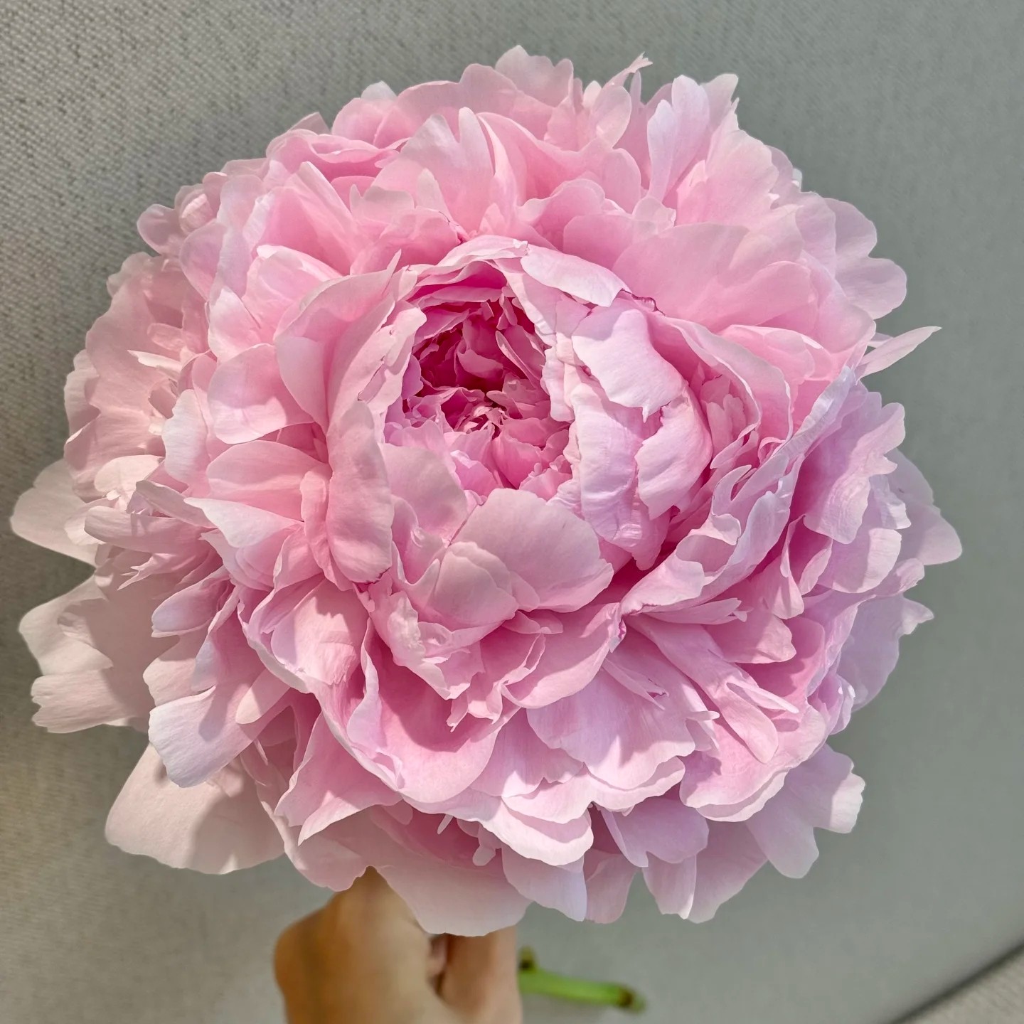 进口芍药【枕边语】粉色系重瓣观赏芍药花苗山东菏泽基地现挖现发