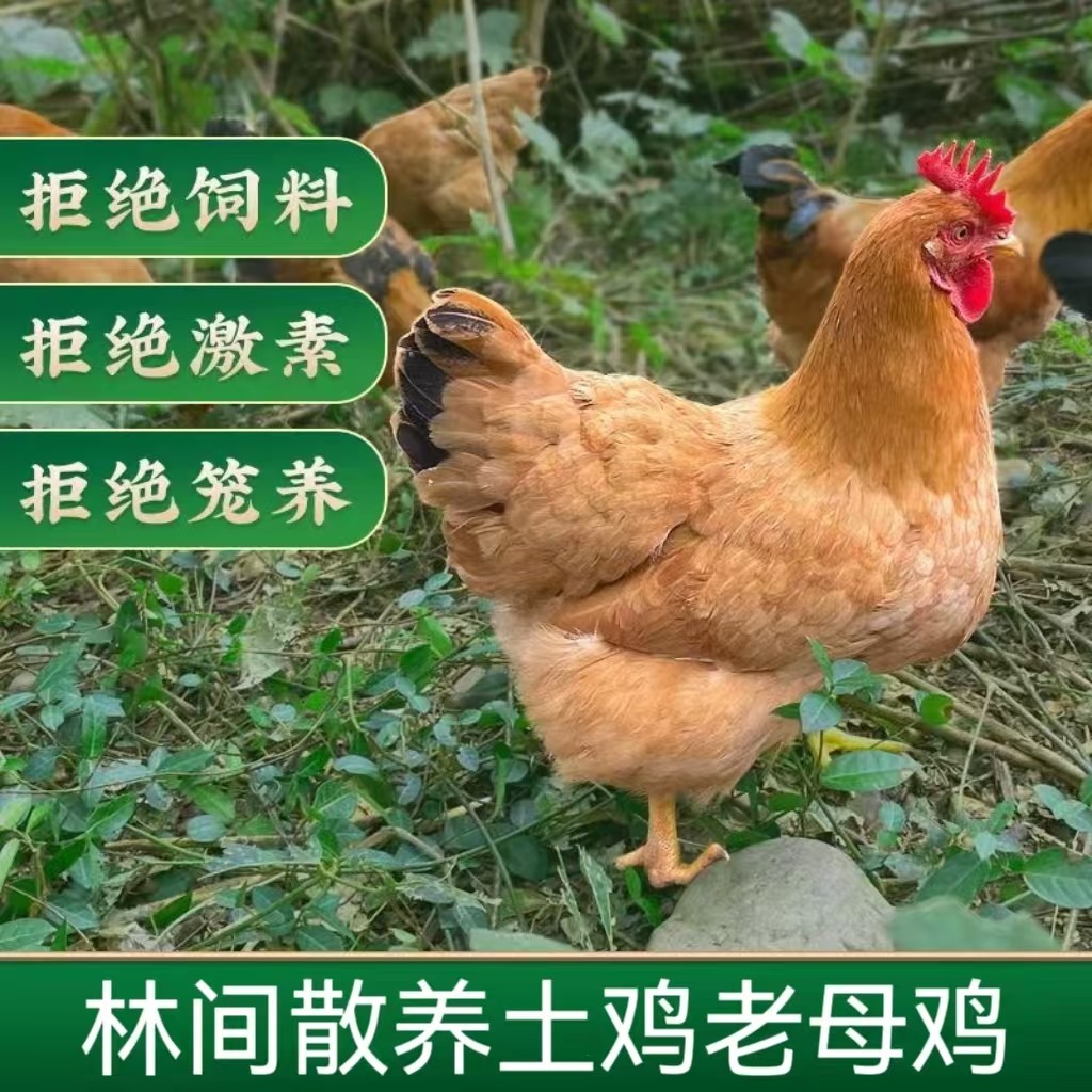 【悦悦】买3只送1只 到手4只 放养2年老母鸡 总净重9-10斤