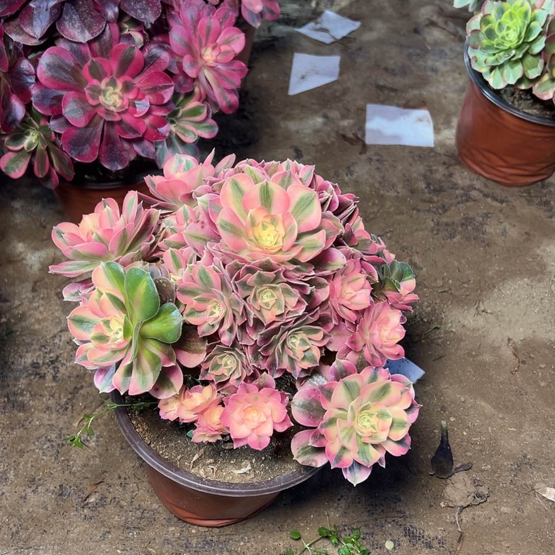 103多肉00000000000000000