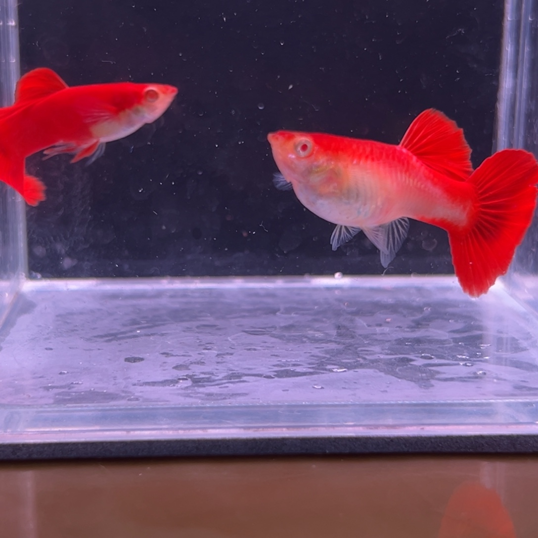 孔雀鱼大背通背血红一对
