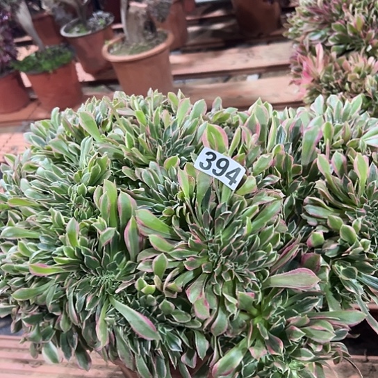 何***哥多肉植物一个女神394