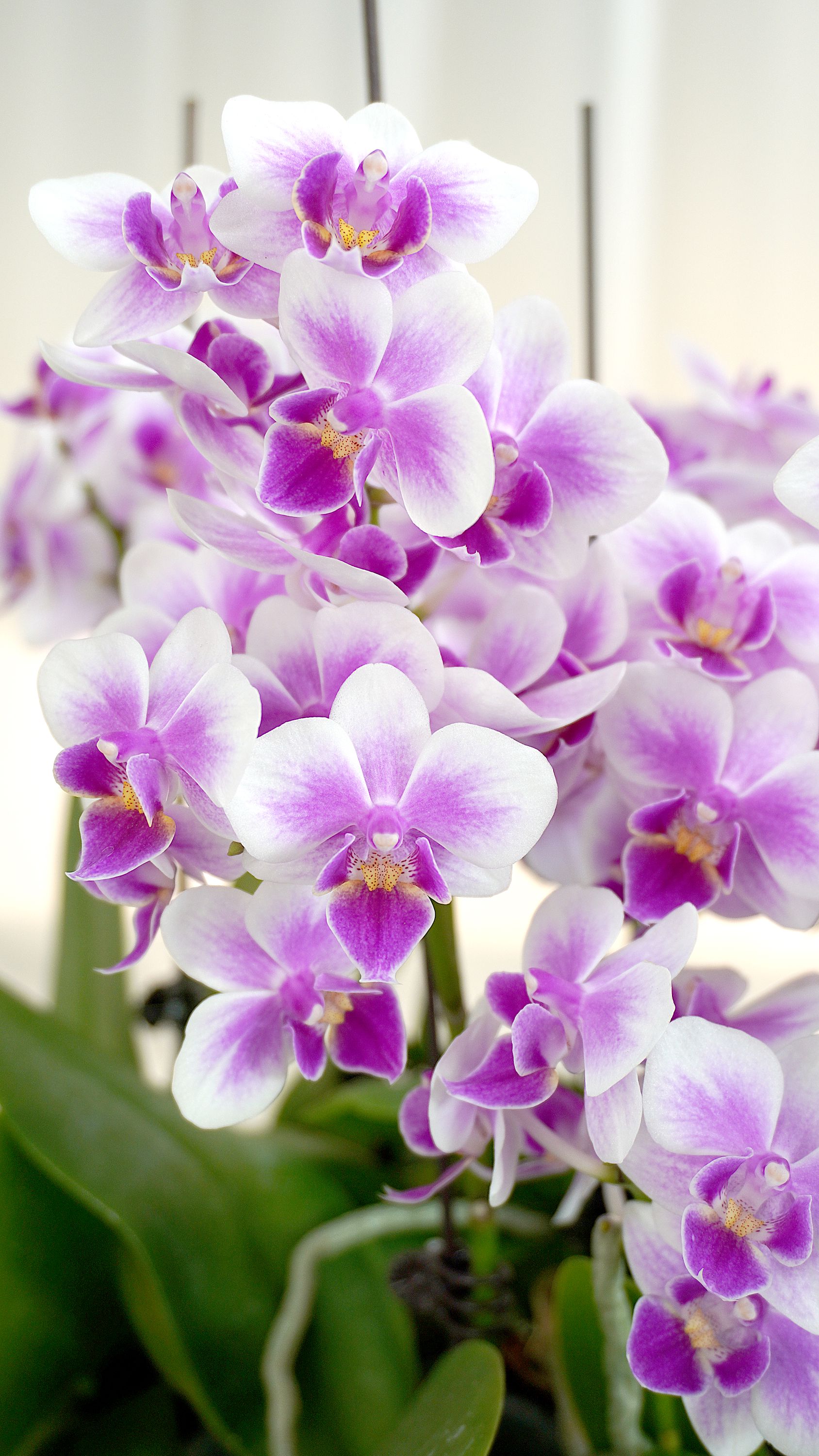 【福利品】蝴蝶兰 满根开爆花 室内观赏花卉绿植