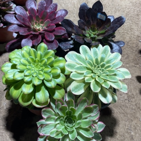 953多肉植物组合