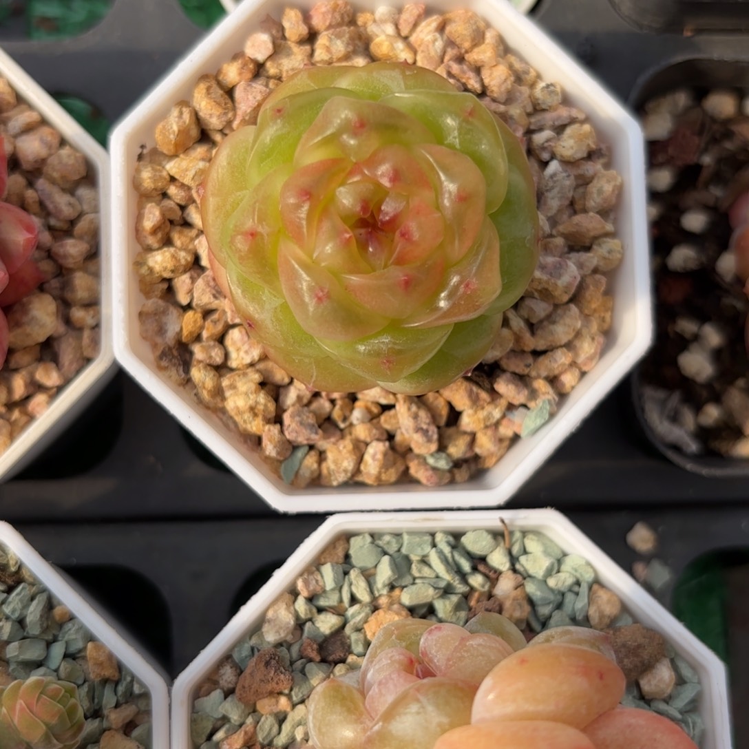 元旦福利薄糖珍妮