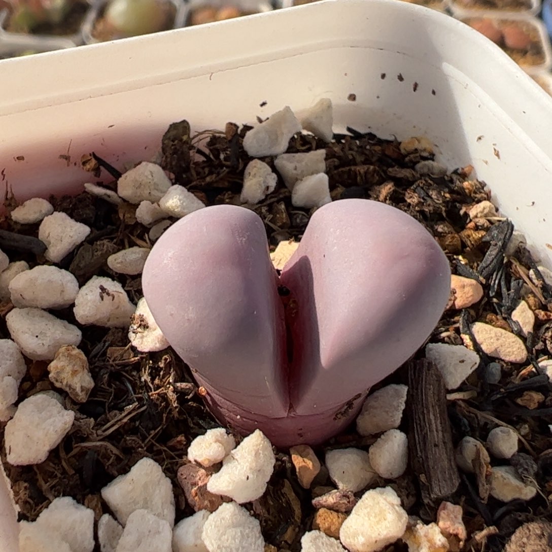 782多肉植物组合