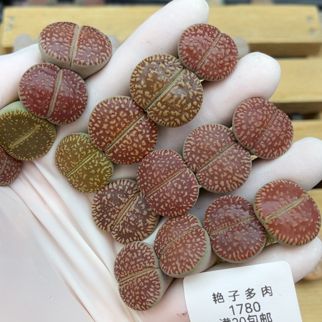 1780号一起红光阳
