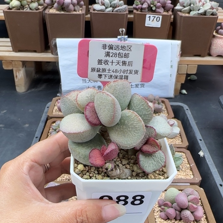 浪***。988妖姬多肉的植物