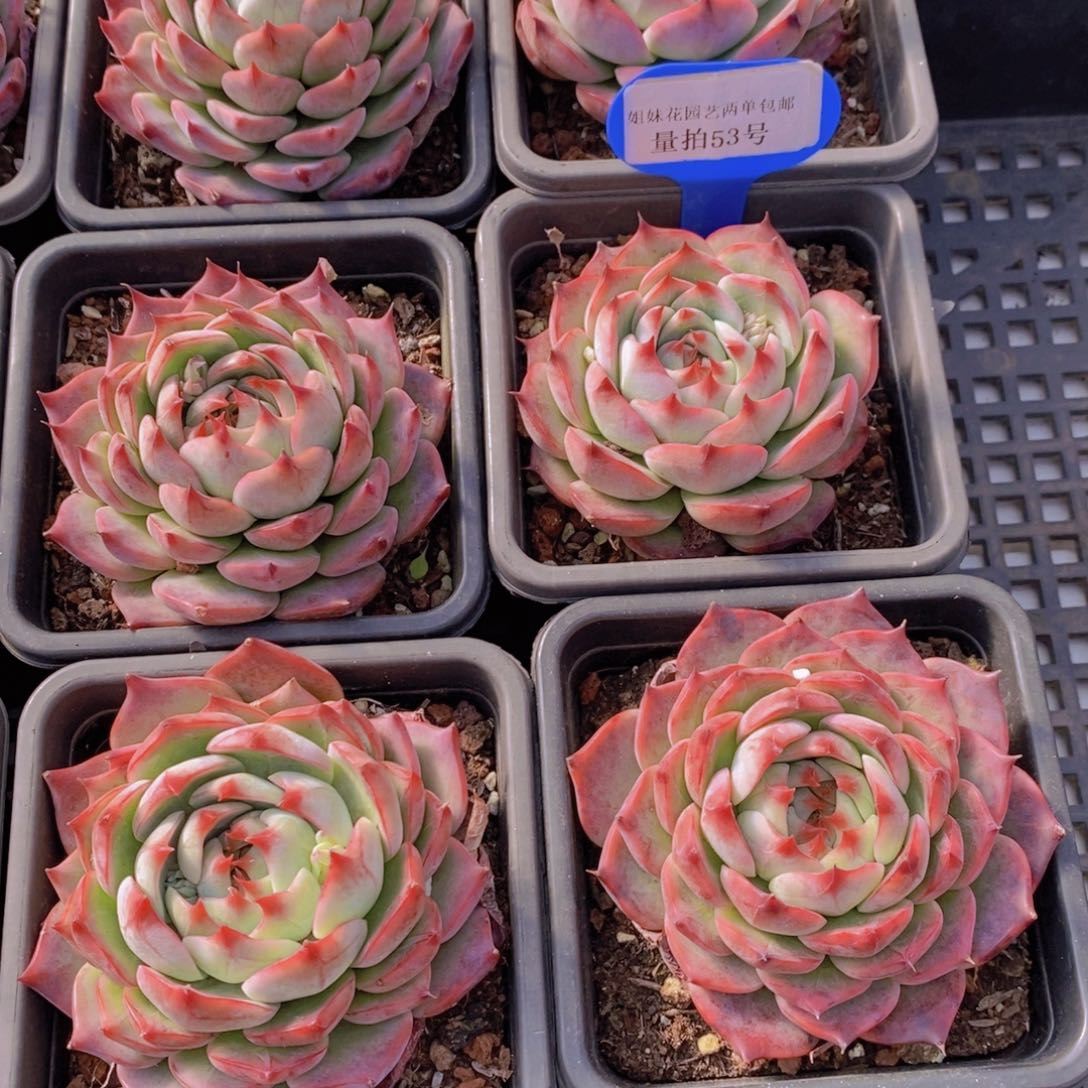 量拍53号 M母本惊鸿娃娃单头一个