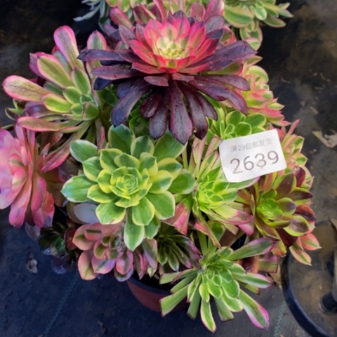 嫁接的彩树多肉植物2639