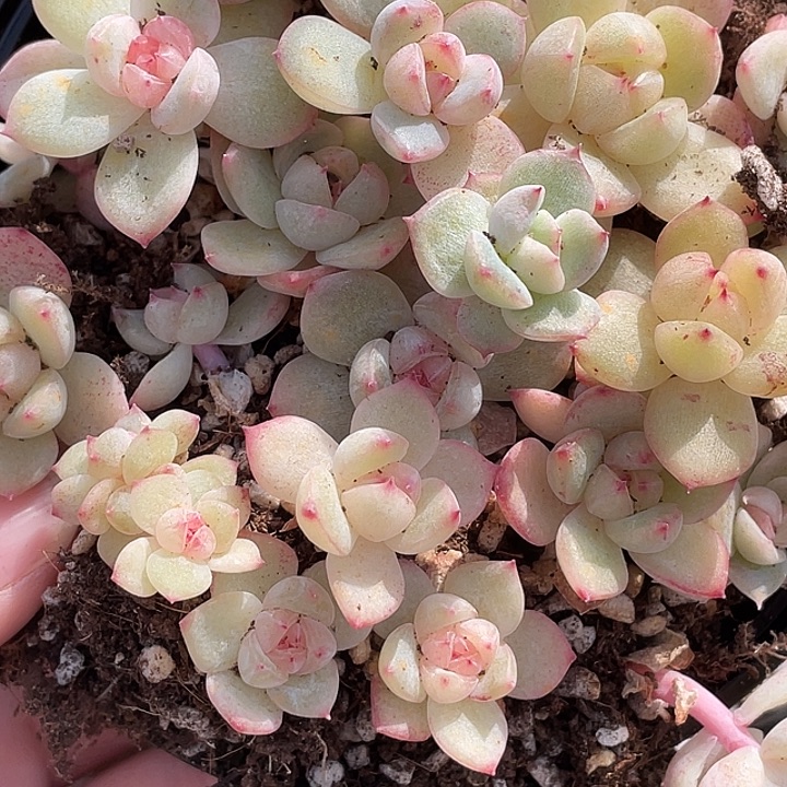 OTO多肉切糕优选dy2493