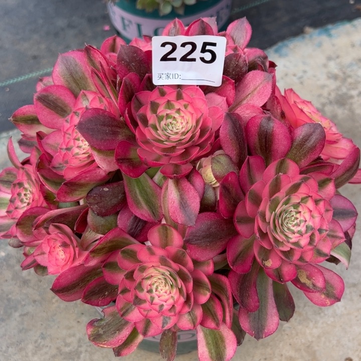 225荔枝20厘米左右