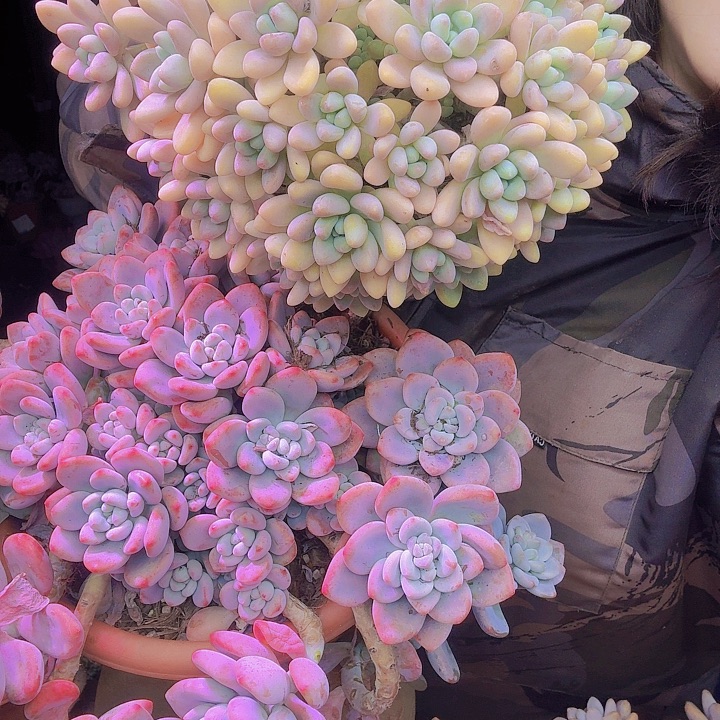 胡***财小蛋糕多肉植物一物一拍福利