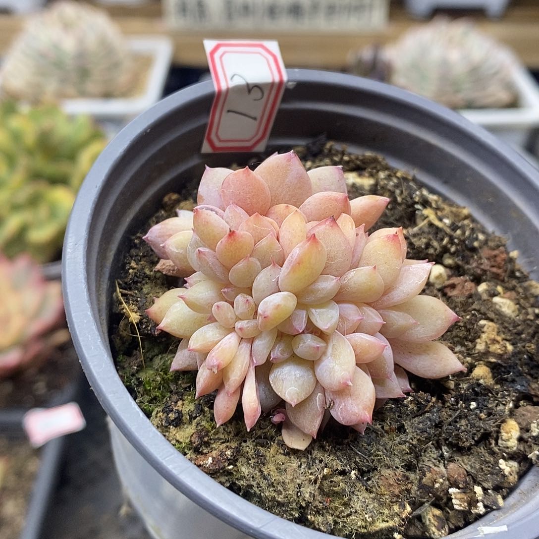 0613 星影缀化多肉