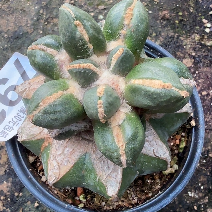 无花朵792金毛蛋蛋牡丹东七