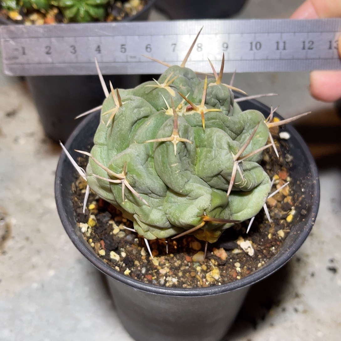 实生白肌天晃一物一拍