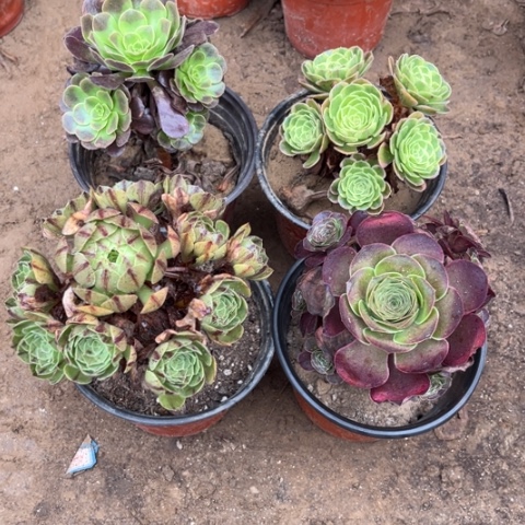 193多肉植物组合，