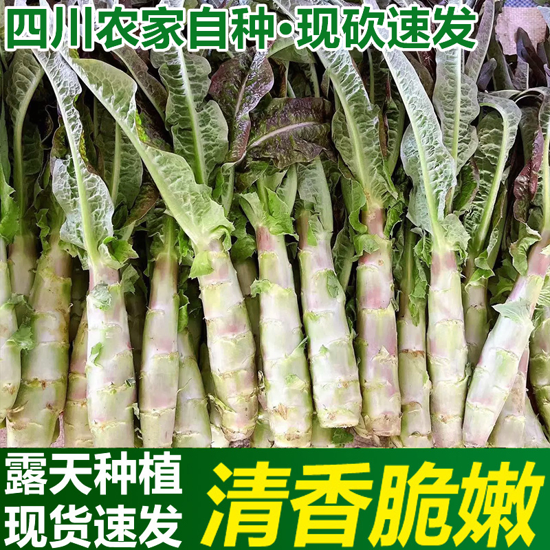 新鲜四川露天种植莴笋尖当季蔬菜现摘现发香莴苣