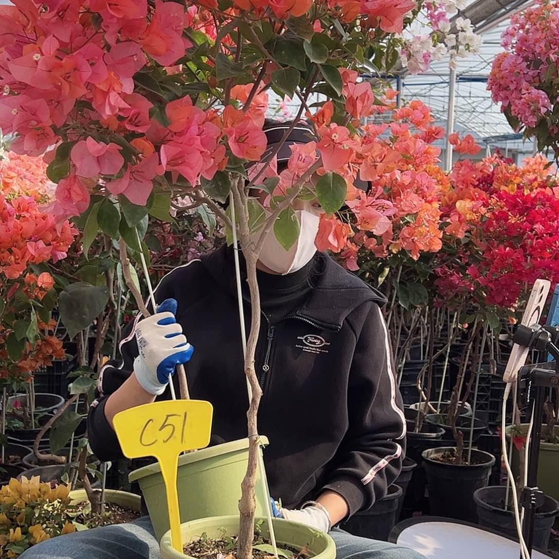 糖***宝大部分花苞少量开放C51波妹