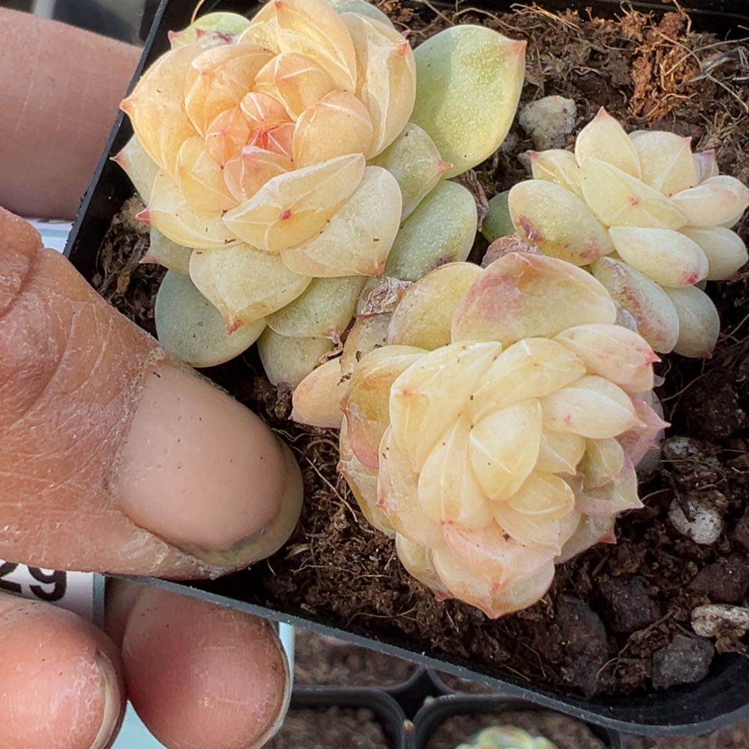 薛***驴小卡拉米糖心一物一拍18-21