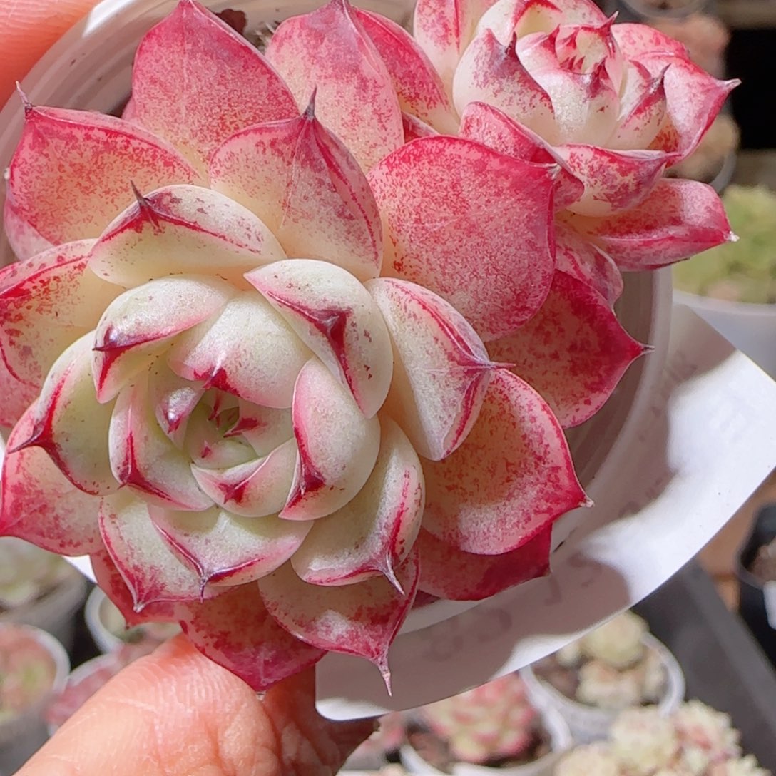 花语多肉1220-182散紫魔