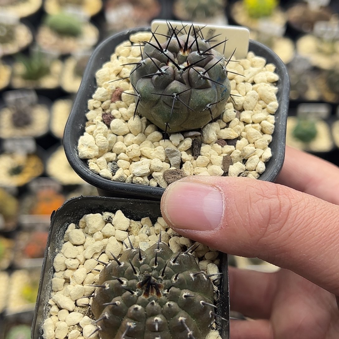 016组合两个实生仙人球