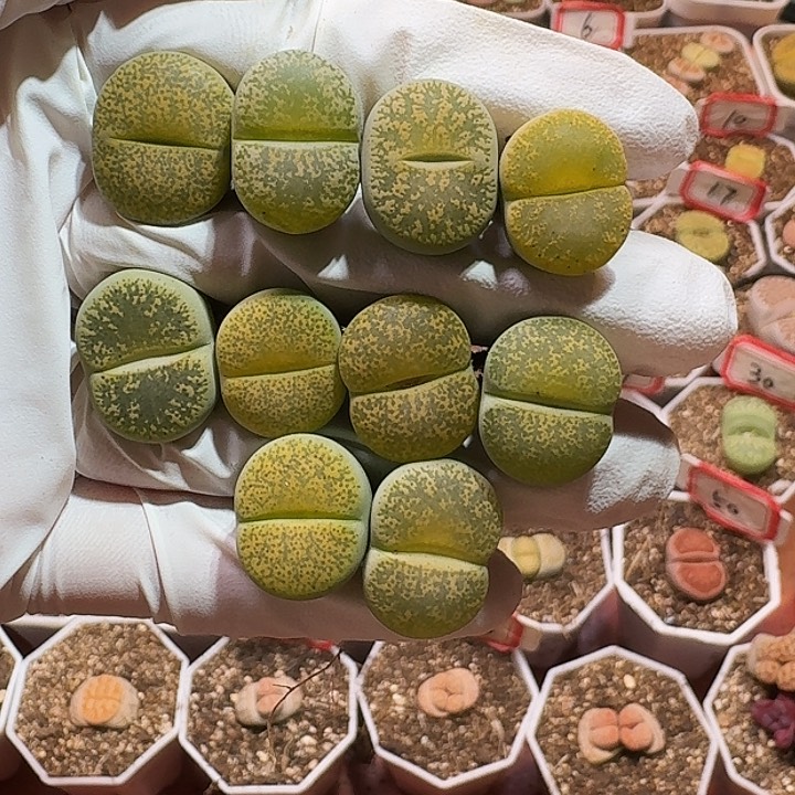 生石花2233:：：。    33