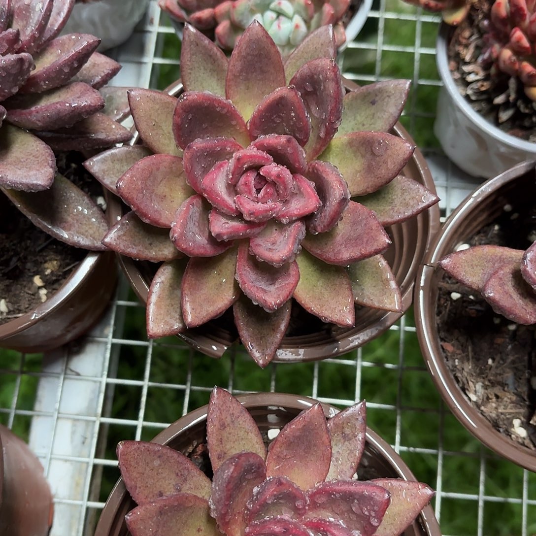 丰沛玫瑰大单头12㎝