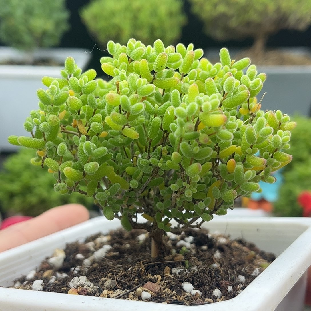 005蜜桔糖球优选枝干番杏