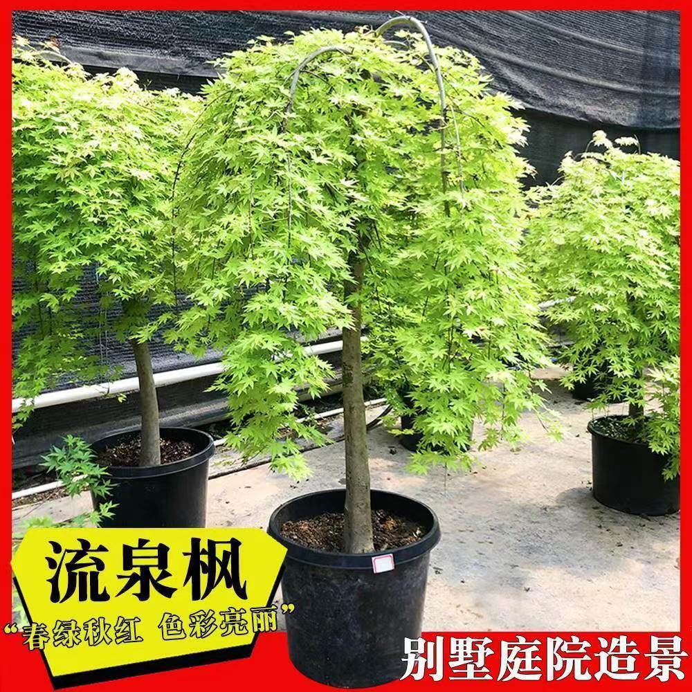 网红流泉枫黄金流泉红枫日本枫树阳台庭院植物盆景室内盆栽绿植