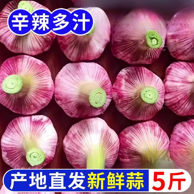 【超级便宜】紫皮鲜蒜新鲜大蒜头批发紫皮多瓣鲜蒜现挖湿蒜头糖蒜