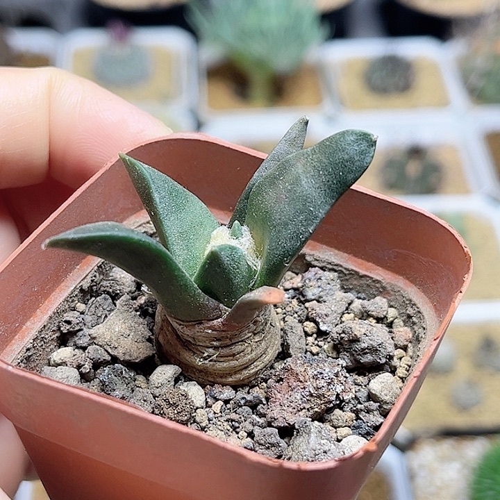 岩牡丹实生球一颗